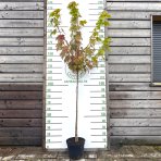 Javor freemanov (Acer Freemanii) JEFFERSRED ´AUTUMN BLAZE´® - výška 130-150 cm, C10L